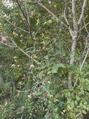 Strophostyles umbellata, photograph author not stated, no rights reserved