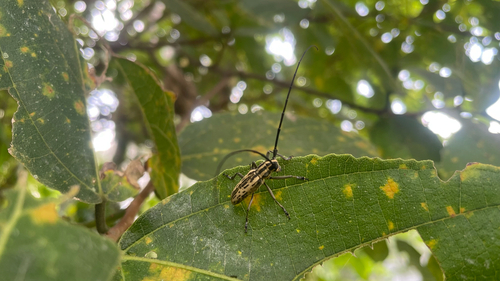 Epepeotes uncinatus
