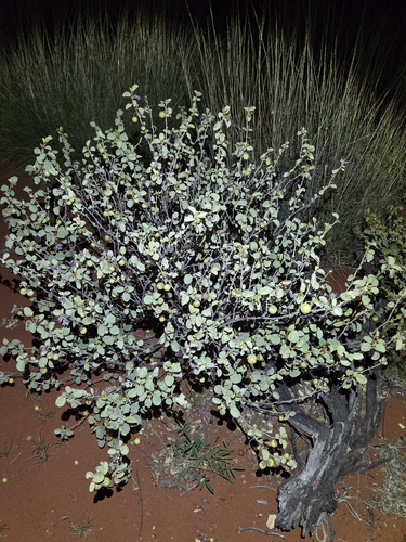round-leaved solanum