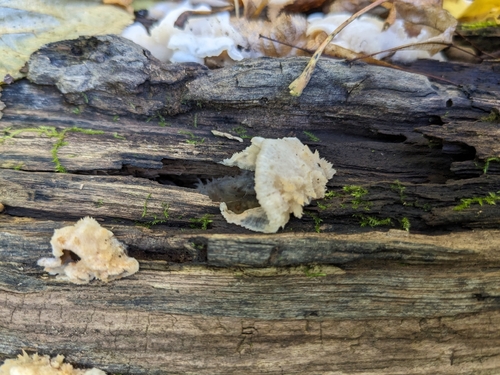 Trembling Crust