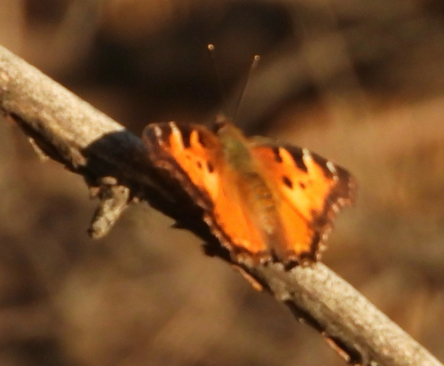 California Tortoiseshell