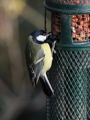 Parus major