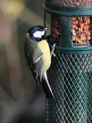 Parus major