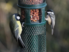 Parus major