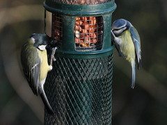 Parus major