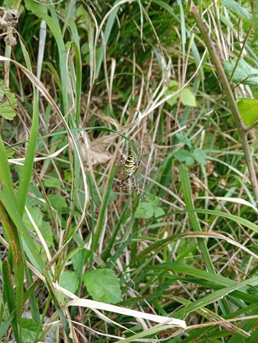 Wasp Spider
