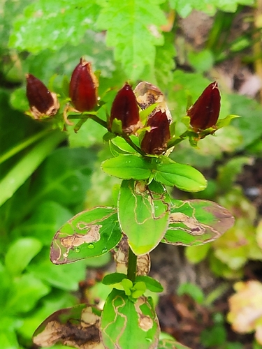 Square Stemmed Saint John's Wort