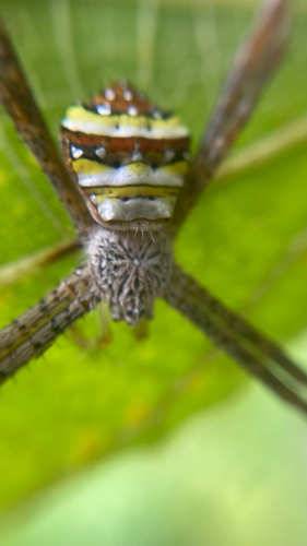 Garden cross spider