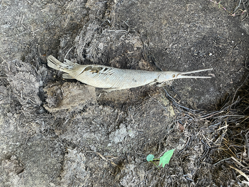 Longnose Gar