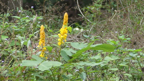 Candelabra Bush
