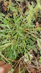 Phacelia egena