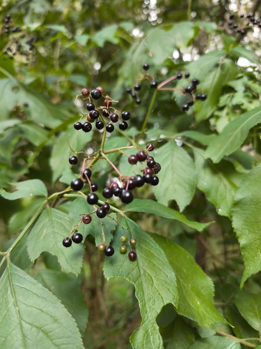 European black elderberry