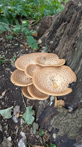 Dryad's Saddle