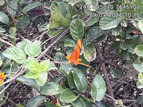 Dryas iulia alcionea