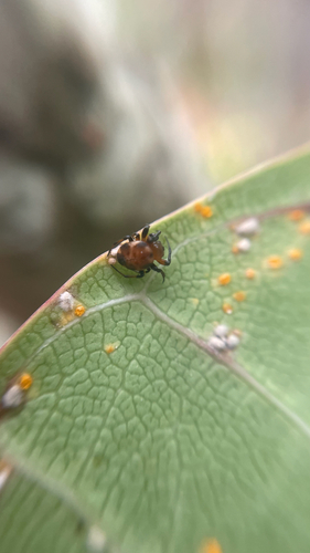 Anepsion maritatum