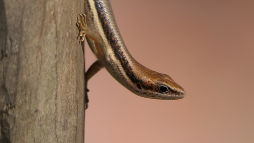Senegal Mabuya