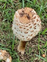 Chlorophyllum molybdites
