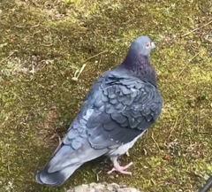 Columba livia domestica