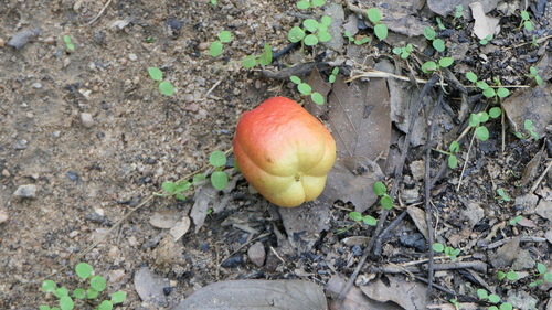 Ackee