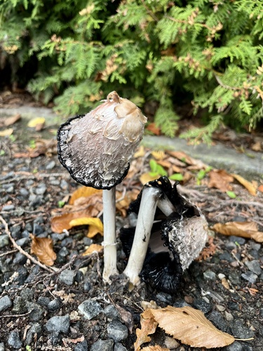 Shaggy Mane