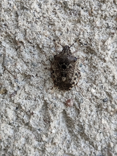Mottled Stink Bug