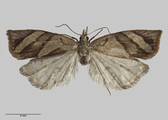 Apoctena clarkei