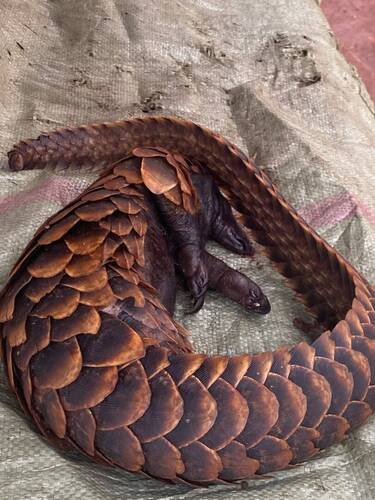 Black-bellied Pangolin