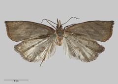 Apoctena clarkei