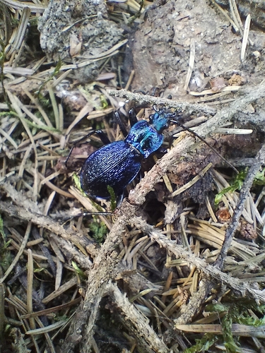 Blue Ground Beetle