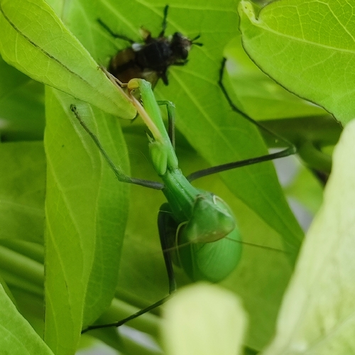 European Mantis