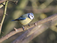 Cyanistes caeruleus