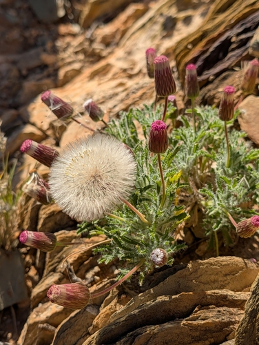 Ixiochlamys cuneifolia, 2026-09-19