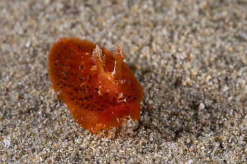 Madrella ferruginosa observed 2026-09-19