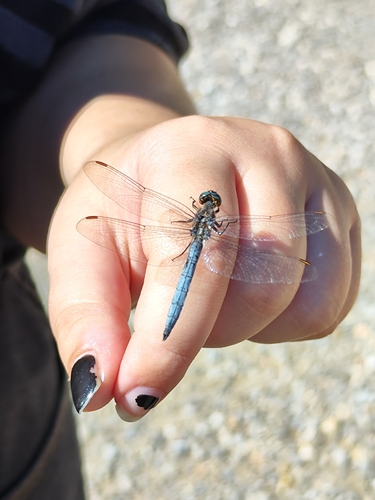 Keeled Skimmer