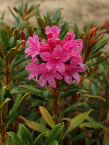 Rhododendron ferrugineum, photograph 4