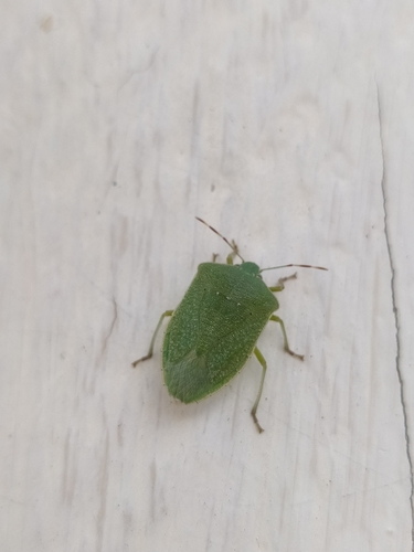 Southern Green Stink Bug