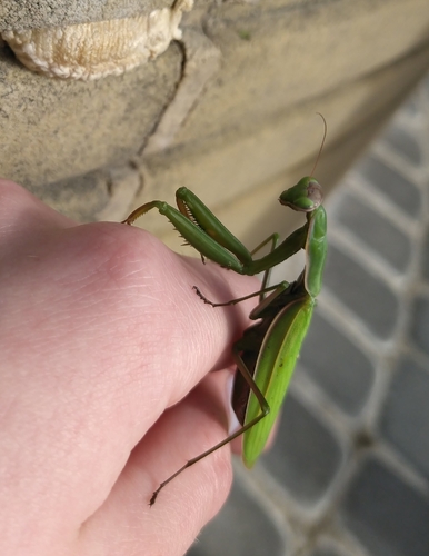 European Mantis