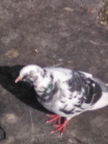 Feral Pigeon