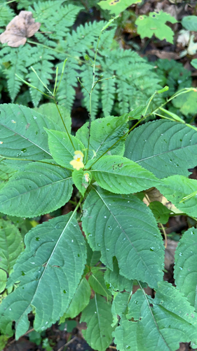 small balsam