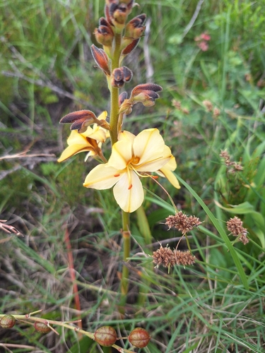 Wachendorfia paniculata, photograph 6