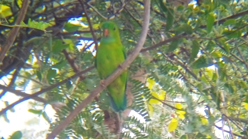 Vernal Hanging-Parrot