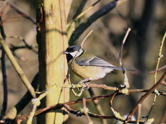 Parus major