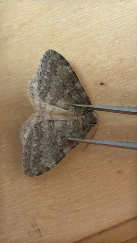 November Moth