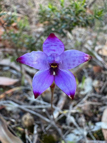 purple enamel orchid