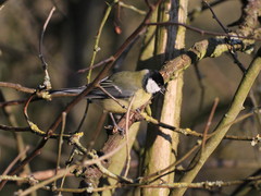 Parus major