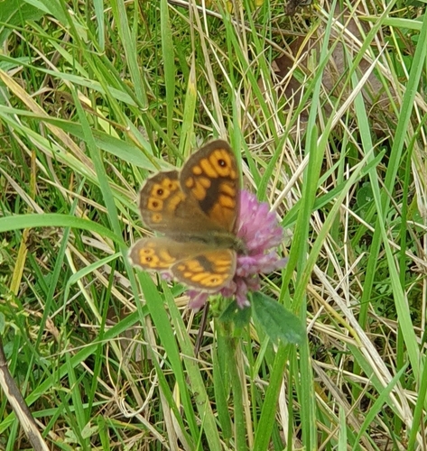 Wall Brown