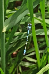 Coenagrion lunulatum