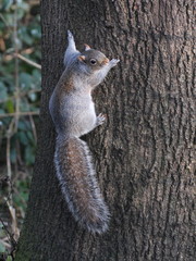 Sciurus carolinensis