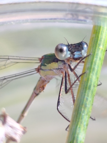 Western Willow Spreadwing