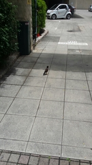 Acridotheres tristis